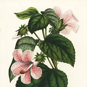Rose mallow, Hibiscus lavaterioides