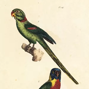 Rose-ringed parakeet and rainbow lorikeet