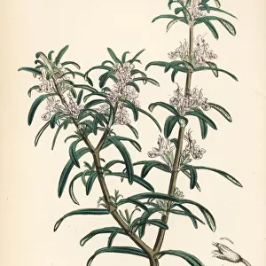Rosemary, Rosmarinus officinalis
