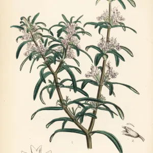 Rosemary, Rosmarinus officinalis