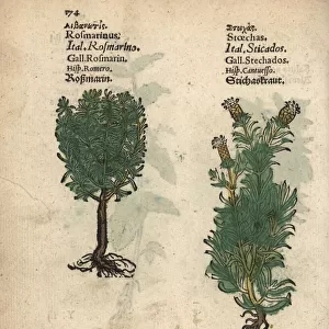 Rosemary, Rosmarinus officinalis, and French