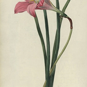 Rosepink zephyr lily or pink rain lily, Zephyranthes
