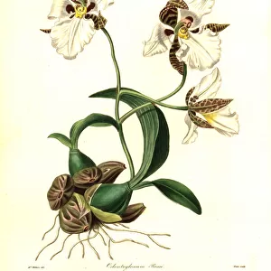 Ross rhynchostele orchid, Rhynchostele rossii