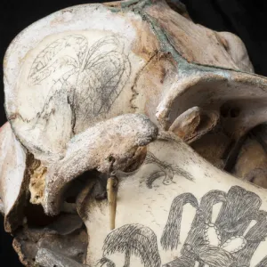 Rough-toothed dolphin skull with ink scrimshaw