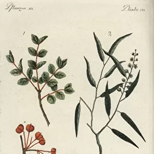 Roughbark lignum-vitae and cascarilla