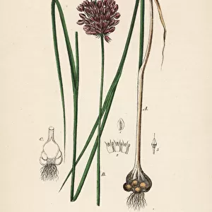 Round-headed leek or purple-flowered garlic, Allium rotundum