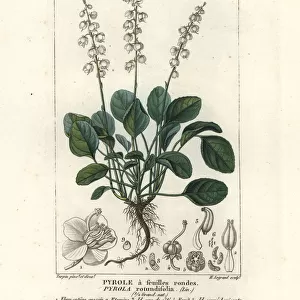 Round-leaved wintergreen, Pyrola rotundifolia