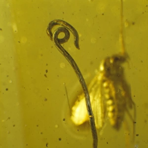 Roundworm in Baltic amber