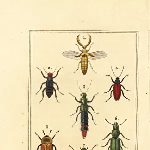 Rove and chafer beetles