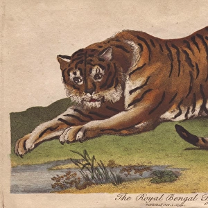 Royal Bengal Tiger, Panthera tigris tigris