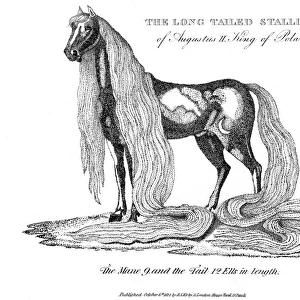 Royal horse with very long mane and tail, 1814