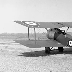 (Royal Naval Air Service) Sopwith Dove / Pup N5180