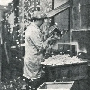 Royal Wedding 1934 Print: Disabled Ex-Serviceman Blowing Rose Petals Royal Wedding 1934 Print: Disabled Ex-Serviceman Blowing Rose Petals