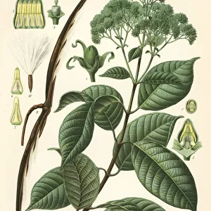 Rubber tree, Urceola elastica