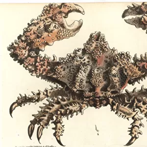 Rubble crab or horrid parthenope, Parthenope horrida