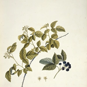 Rubus cuneifolius, blackberry