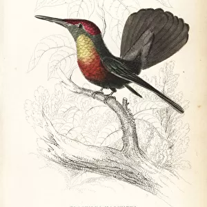Ruby-crested hummingbird, Chrysolampis mosquitus