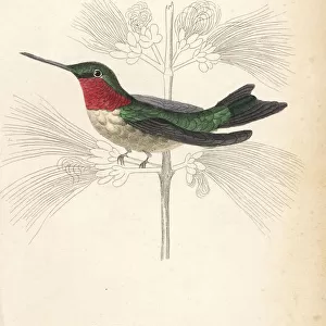 Ruby-throated hummingbird, Archilochus colubris