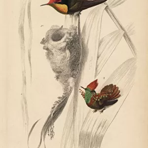 Ruby-topaz hummingbird, Chrysolampis mosquitus