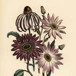 Rudbeckia and Echinacea species