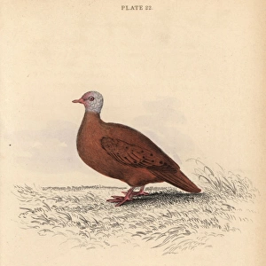 Ruddy ground dove, Columbina talpacoti