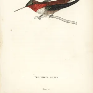 Rufous hummingbird, Selasphorus rufus