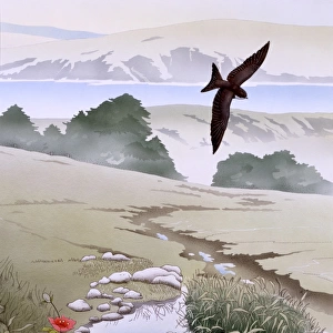Rural scene with swallow and stream