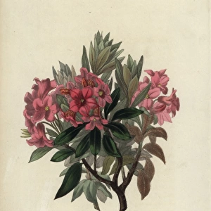 Rust-leaved rosebay, Rhododendron ferrugineum