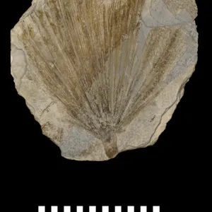 Sabal comanonis, fossil plant