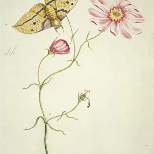 Sabatia bartramii, savannah pink & Eacles imperialis, imperi