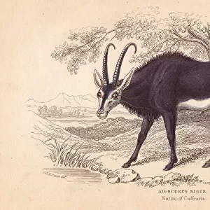 Sable antelope, Hoppotragus niger