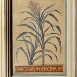 Saccharum officinarum, sugar cane