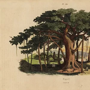 Sacred fig tree or peepal tree, Ficus religiosa