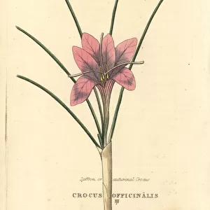 Saffron or autumnal crocus, Crocus officinalis