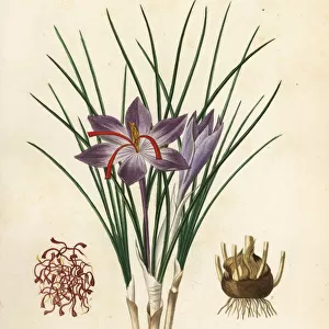 Saffron crocus, Crocus sativus