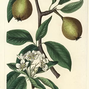 Sage-leaved pear, Pyrus x salviifolia