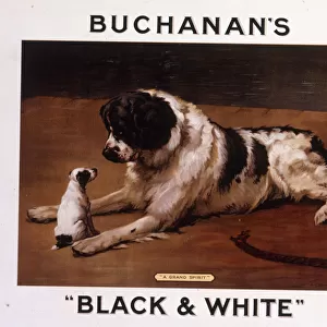 Saint Bernard dog with puppy, Buchanans Whisky