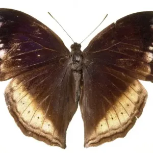 Salamis augustina vinsoni, Mauritaian mother of pearl butter Salamis augustina vinsoni, Mauritaian mother of pearl butter