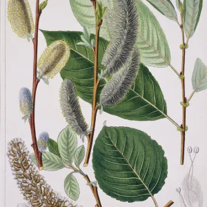 Salix caprea, goat willow tree