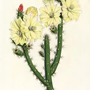 Salm-Dycks prickly pear cactus, Opuntia salmiana