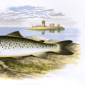 Salmo coecifer, or Loch Leven Trout