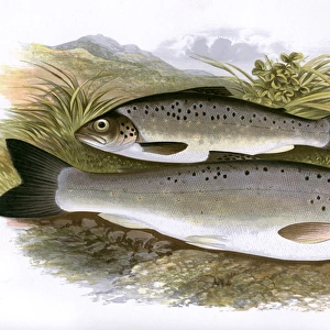 Salmo nigripinnis, or Black-Finned Trout