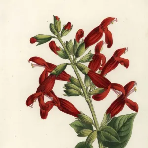 Salvia gesneriiflora