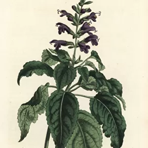 Salvia lamiifolia