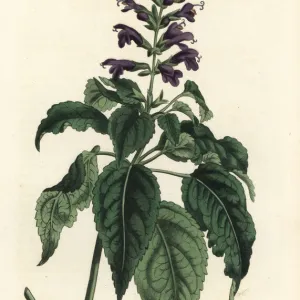 Salvia lamiifolia