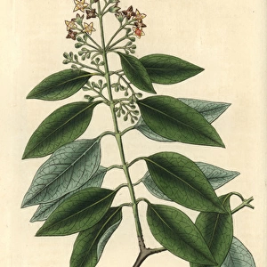 Sandalwood, Santalum album, from Curtiss Botanical