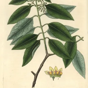 Sandalwood, Santalum album, from Curtiss Botanical