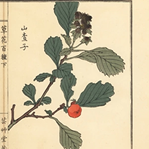 Sanzashi or Japanese hawthorn, Crataegus cuneata