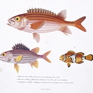 Sargocentron hastatum, red squirrelfish, Amphiprion percula
