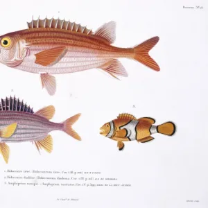 Sargocentron hastatum, red squirrelfish, Amphiprion percula